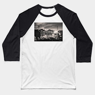 Carnsore Point Cows Baseball T-Shirt